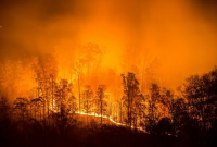 Масштабные пожары в Сибири: Россия может остаться без промышленного леса уже через 10 лет