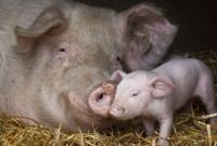 АЧС Китай ищет новых поставщиков свиней для восстановления поголовья