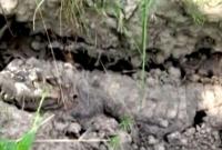В Черниговской области селяне обнаружили мертвого крокодила (видео)