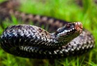 Во Львовской области змея укусила шестилетнего ребенка