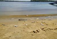 Днепр отравили: в главной реке Украины массовый мор рыбы и раков (видео)