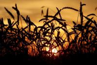 Украина экспортировала рекордные 40 миллионов тонн зерновых