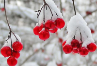 Суровая погода с экстремальными морозами: синоптик дал прогноз на всю зиму