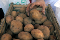 В Украину под видом белорусского картофеля завозят российский