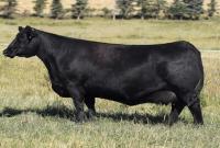 За рекордные 106 тысяч долларов в Канаде продали черную корову