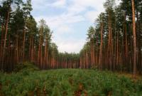 В Украине открыли данные о ценах на древесину онлайн