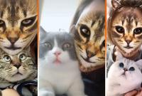 Кошачьи фильтры на лицо довели до ужаса реальных питомцев (видео)