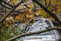 В Одессе ураган повалил более десятка крупных деревьев