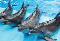 Раде предлагают запретить дельфинарии в Украине