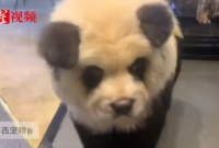 В зоокафе покрасили собак и долгое время выдавали их за панд