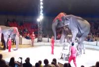 В Днепр едет зверинец, который оскандалился падением измученного слона во время выступления (видео)