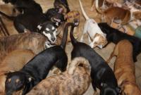 Женщина приютила 97 собак во время урагана “Дориан” на Багамских островах