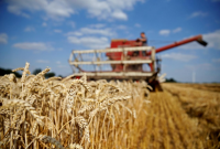 Rzeczpospolita: Украина отобрала у РФ лидерство в экспорте пшеницы в ЕС