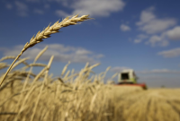 Украина увеличила экспорт зерновых на 47%
