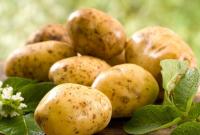 В Украине рекордно подорожала картошка