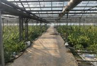 На Прикарпатье нашли плантацию конопли: "урожай" оценили почти в 50 миллионов евро (видео)