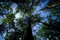 Планета ежегодно теряет лесные районы площадью с Великобританию, - исследование