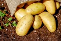 Картофель взлетит в цене из-за его нехватки в супермаркетах