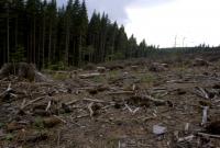 В WWF рассказали, как нелегально вырубленные украинские леса становятся древесным углем для ЕС