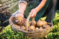 Картошка в Украине за неделю подорожала в полтора раза