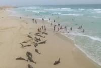 Более сотни дельфинов выбросились из моря на африканский пляж