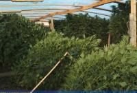 В Херсонской области дельцы выращивали элитную марихуану для перепродажи в оккупированном Крыму