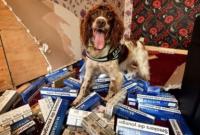 В Британии контрабандисты объявили вознаграждение в $30 тысяч за голову полицейской собаки