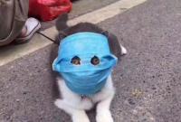 Лама в маске: как в Китае защищают домашних любимцев от коронавируса