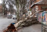 В Одессе на женщину из-за непогоды упало дерево: она умерла