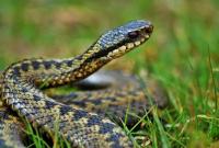 В Украине с начала года 36 человек пострадали от укусов змей