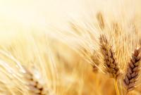 Украина в новом сезоне уже экспортировала 5,1 млн тонн зерновых