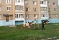 В России стадо коров атаковало город, больше всего досталось полицейским (видео)