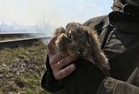 Спасли дачи и зайчонка: в Хмельницкой области ликвидировали возгорание сухой травы