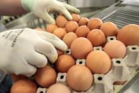 В українських експортних курячих яйцях знайшли сальмонелу