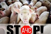 В Україні вдвічі скоротилася захворюванність свиней АЧС