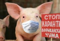 На Миколаївщині виявили спалах АЧС свиней