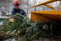 В Киеве с 1 января елки можно будет сдать на утилизацию