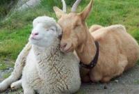 В Україні скорочується поголів’я кіз та овець