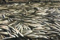 Массовый мор рыбы зафиксировали в Николаевской области