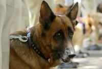 В Австрии разрабатывают новый способ диагностики COVID-19 – тренируют собаку
