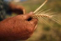 Сельхозпроизводство в Украине в этом году упало почти на 20%