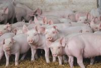 У Китаї виявили новий тип свинячого грипу, який може викликати пандемію