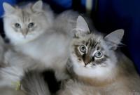 Коти можуть заражатись коронавірусом один від одного, - дослідження