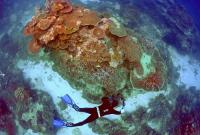 Коралові рифи "придумали" унікальний спосіб захисту від палючого сонця