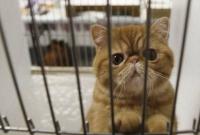В Индии вступились за кошку, которую хотят вывезти в Китай из-за "подозрения" на коронавирус
