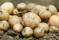 Рання картопля в Україні може дозріти вже у квітні - експерти