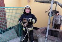 В Днепре спасатели получили кота с 6-метровго колодца