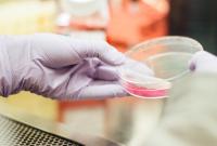В Нидерландах ученые нашли антитело к коронавирусу
