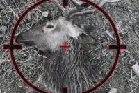 Во Львовской области задержали четырех браконьеров за убийство оленя