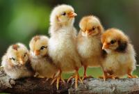 В Данії знищать 25 тисяч курчат через спалах пташиного грипу